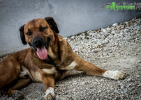 Kliknutím zvětšíte RCE 2016 - Maďarsko