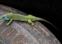 Kliknutím zvětšíte Test - Nyirád 2013