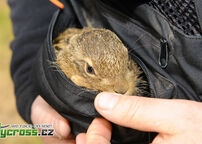 Kliknutím zvětšíte ME 2010 - Francie (FR) - Kerlabo 2