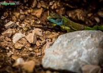 Kliknutím zvětšíte img_0699